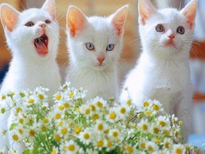 Beautifull Cats For Sale Three Kittens