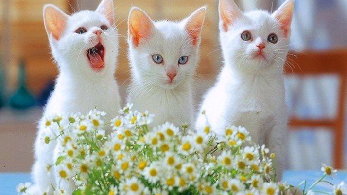 Beautifull Cats For Sale Three Kittens – CarSpot-classified-WordPress Theme