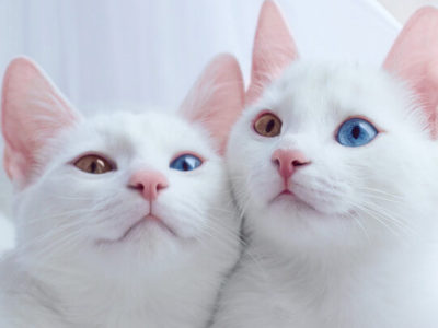 Beautifull Cats For Sale Three Kittens